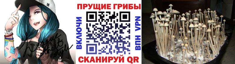 купить наркотики цена  Стерлитамак  Псилоцибиновые грибы GOLDEN TEACHER 